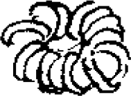 Figure 2.11. Bear claw necklace and claw measurement (a–a).